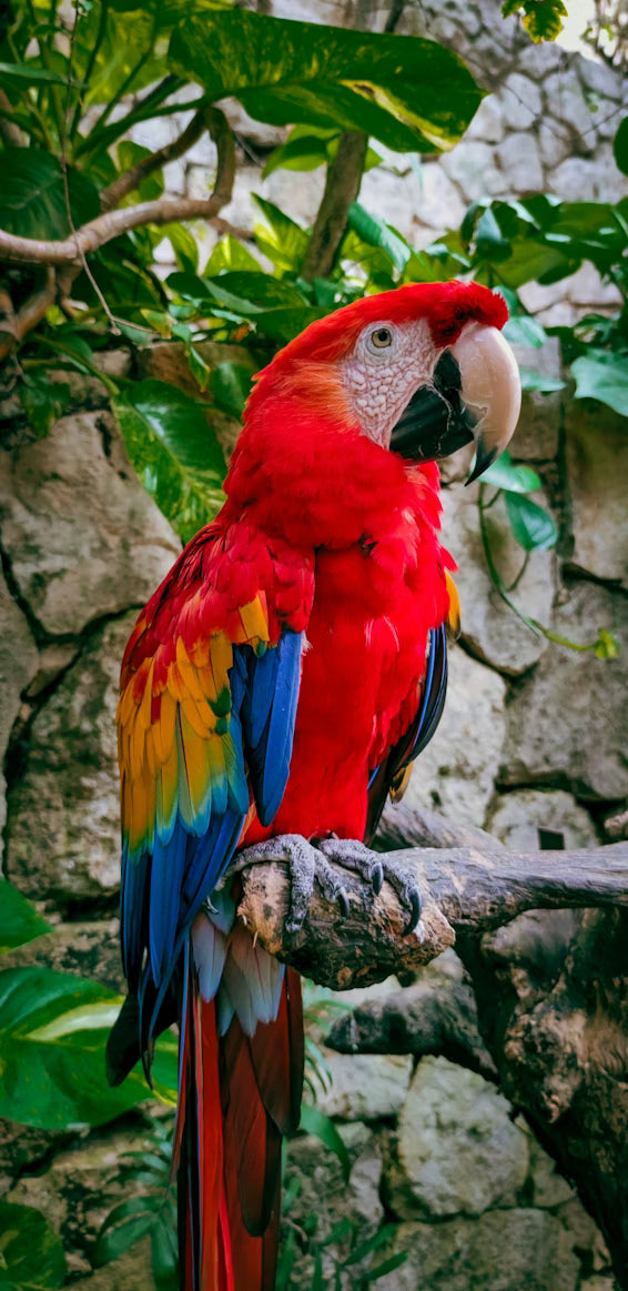 Birds
