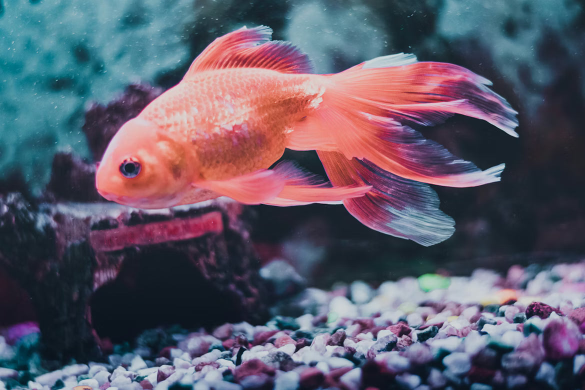 Fish