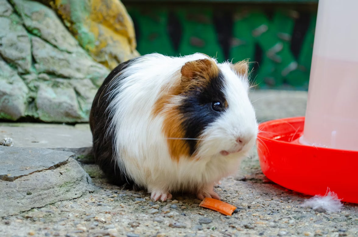 Small Pets