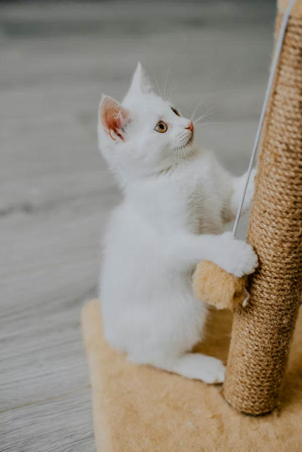 Cats